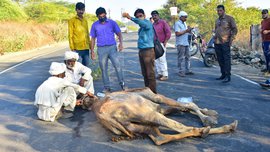 খুঁড়িয়ে হাঁটছে মরু-জাহাজ