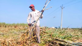 अरारियात शेती, कर्नालमध्ये ऊसतोड