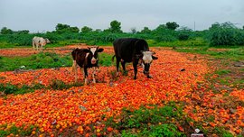 अनंतपुर: टमाटर की गिरती क़ीमतों के साथ आ जाते हैं गायों के अच्छे दिन