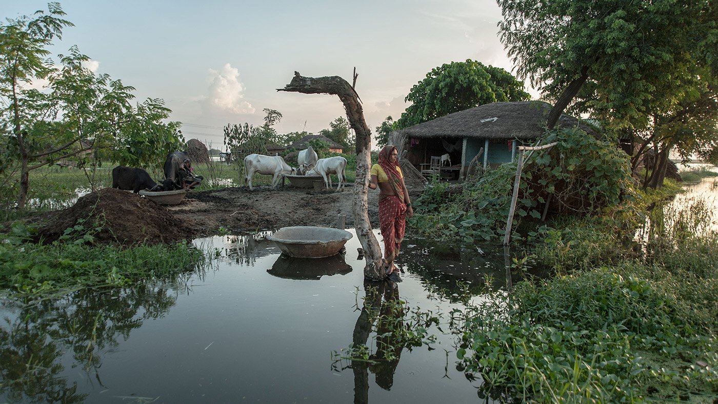 Senu Devi stands in her flooded paddy field in Gobrahi village, Darbhanga, Bihar. She grows dasariya variety of paddy