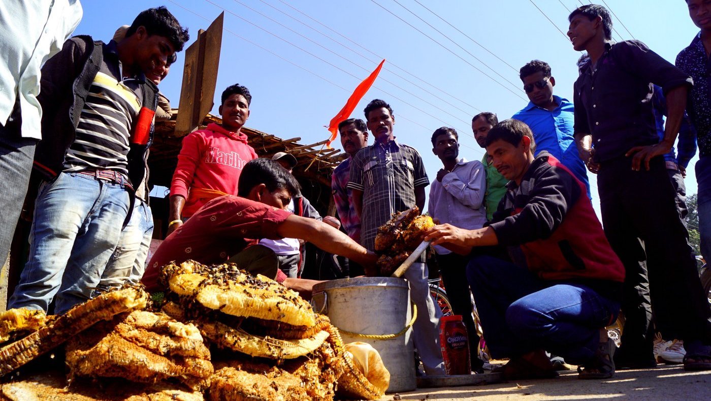 Man extracting honey from honey comb