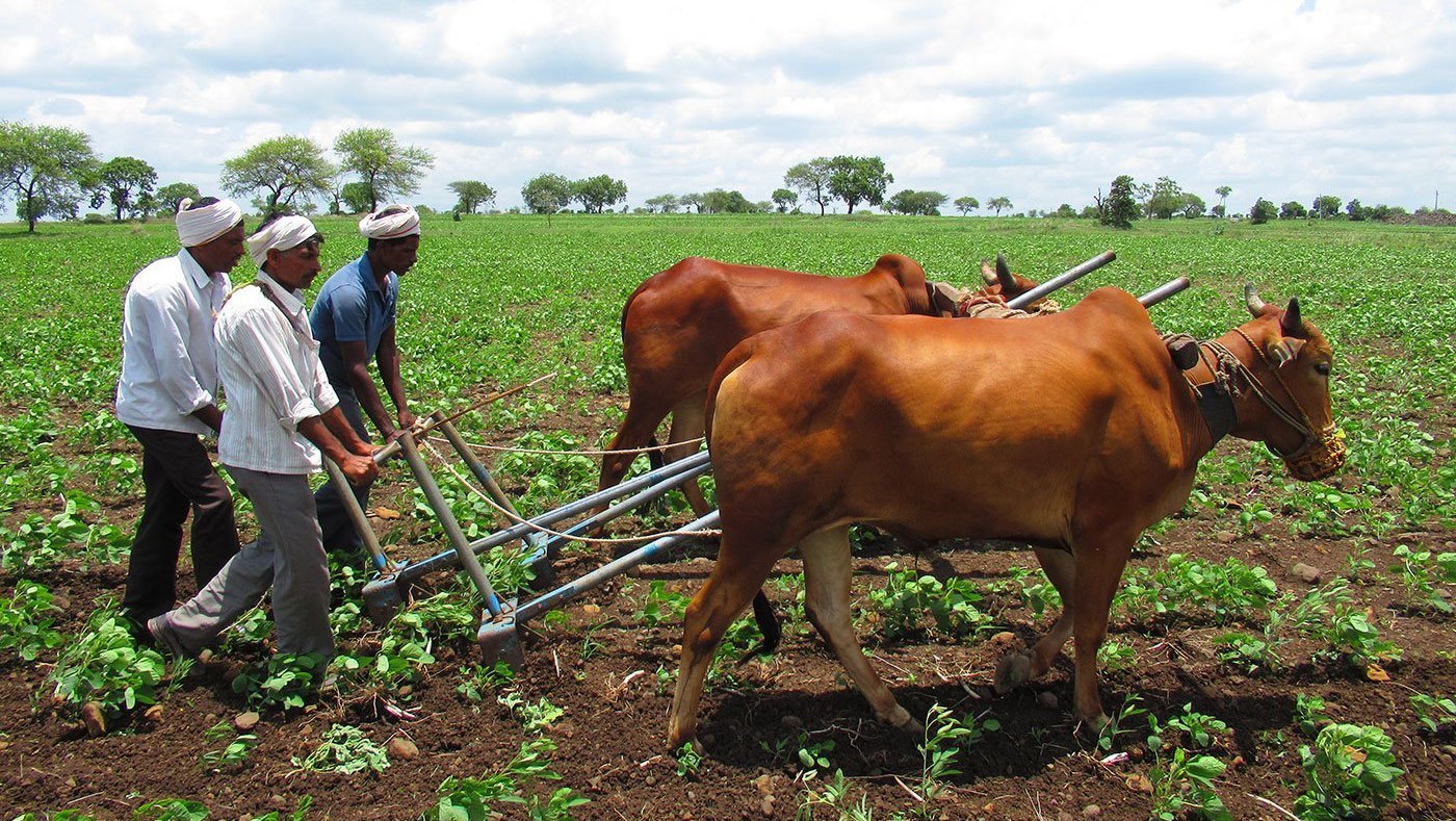 bullocks ploughing the fields