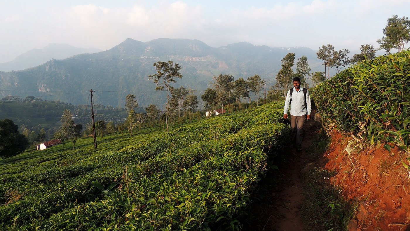 A man standing in tea garden