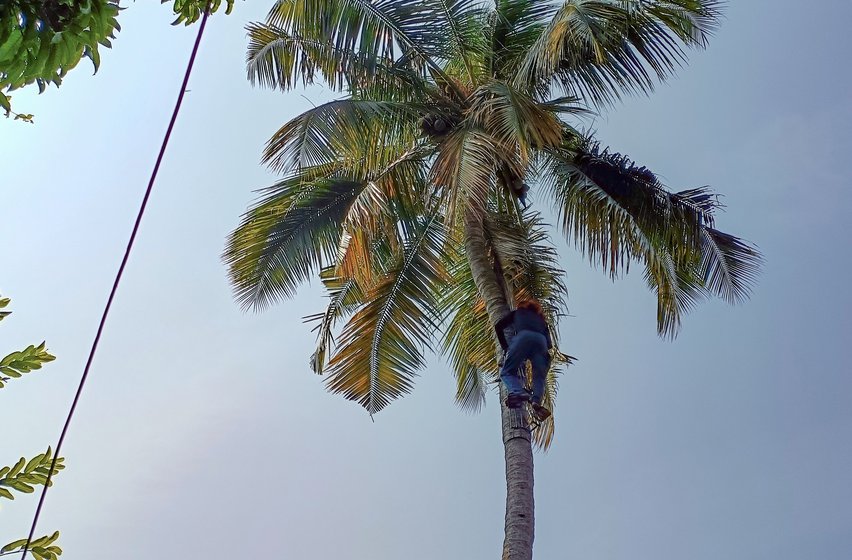 It takes Humayun mere four minutes to climb up and down the 25-metre-high coconut tree