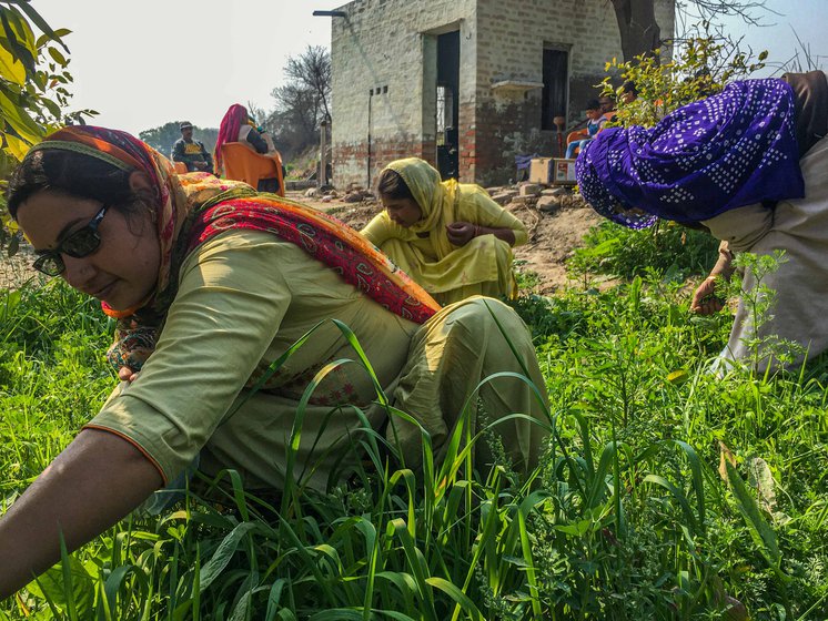 Vegetables and fruits, planted by Shanti in small patches of the family lands, are plucked by the women for consumption at home