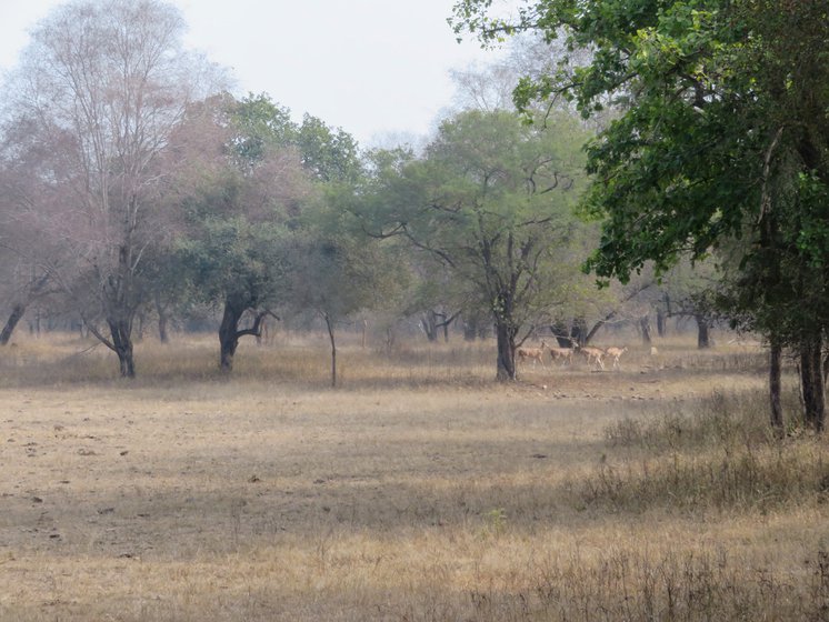 Kuno was chosen from among many national parks to bring the cheetahs because it had adequate prey like chitals ( Axis axis ) (right)