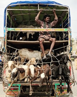 ஆடுகளை வண்டிகளில் சந்தைக்கு அழைத்துச்செல்தல்