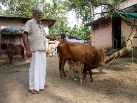 গবাদি পশুর জাত বিচার: দেশি বনাম বিদেশি