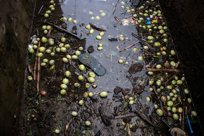 Tomatoes from submerged fields overflow into village