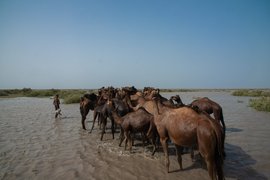 ‘এইবোৰ খাৰাই উট, ইহঁতক সাগৰ লাগে’