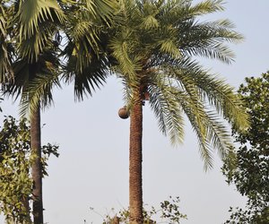 A pot tied to the tree to collect palm liquor