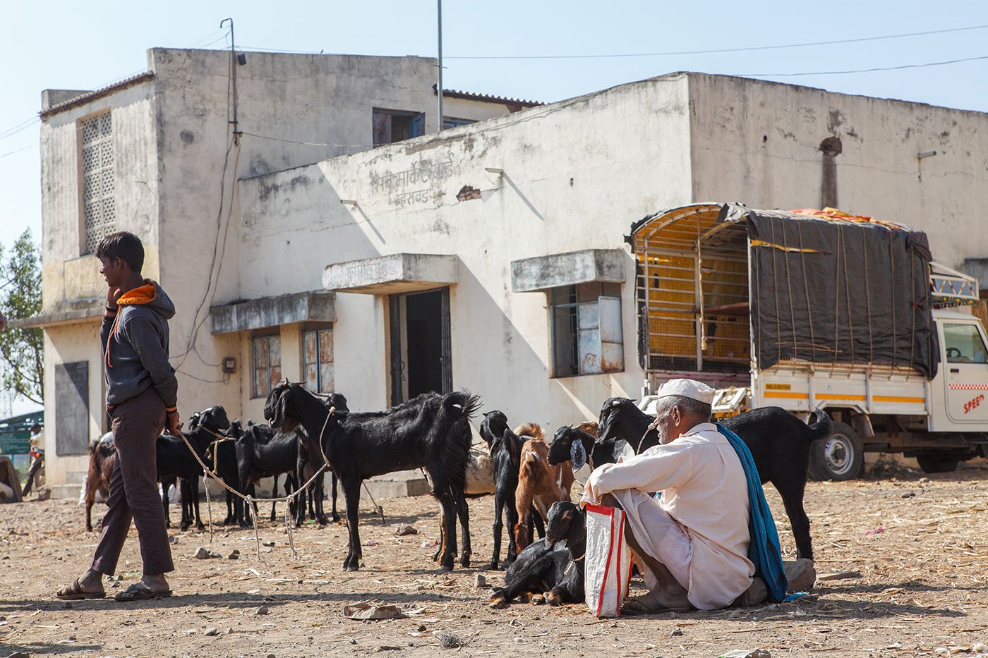 Goats, a old man sitting while a young man standing. 