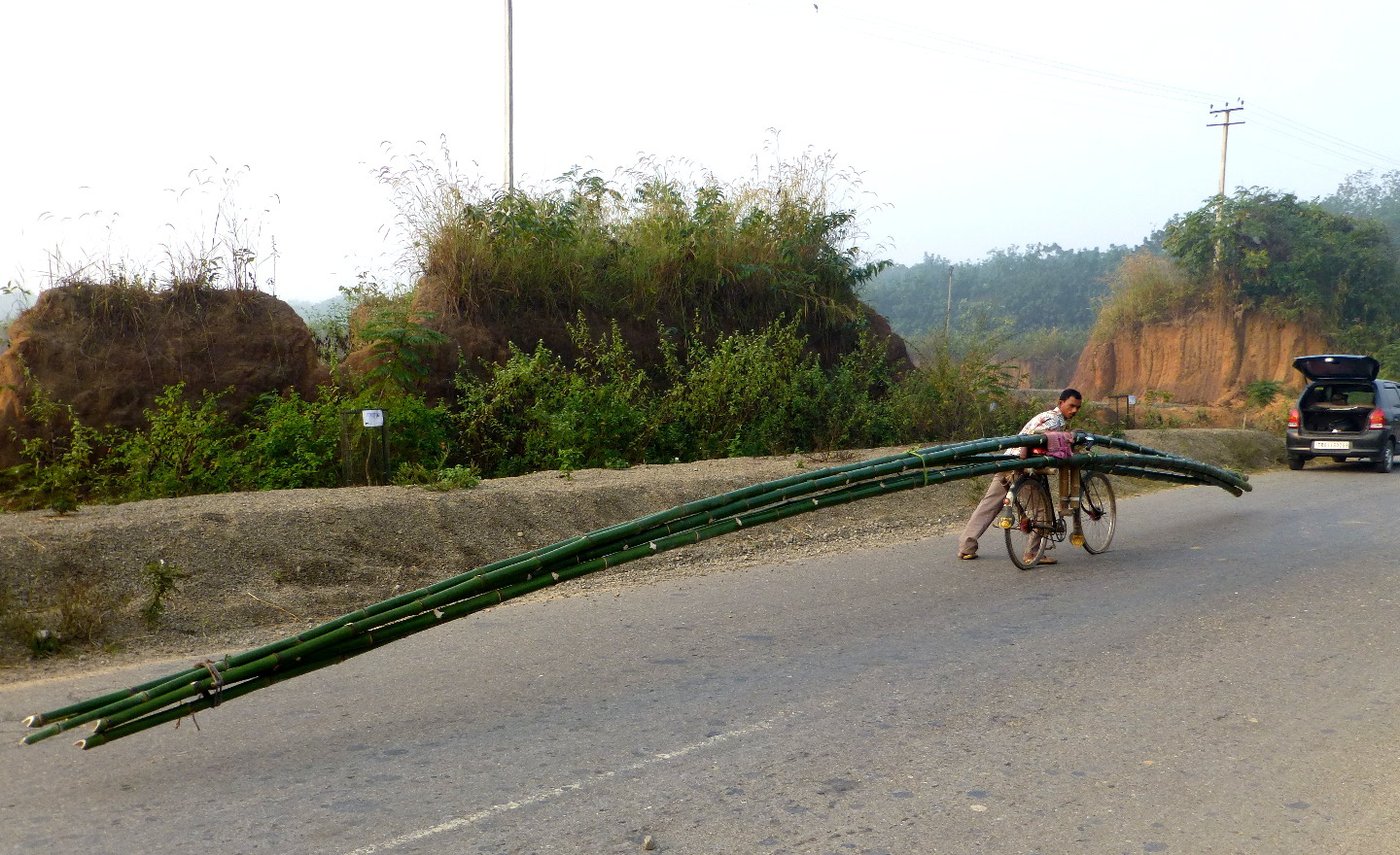 Man with bamboo on his bicycle