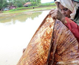 Woman preparing sheet for sowing paddy