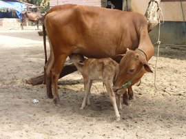 হায় ভগবান! ছোটোই তো সুন্দর