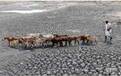 Man herding cattle